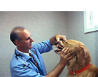Veterinarian