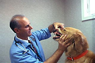 Veterinarian Lighting